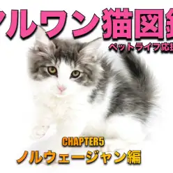 【 マルワン猫図鑑 】ノルウェージャンの魅力をペットショップスタッフが解説！