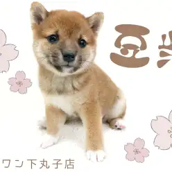 【 豆柴 】柴犬の半分サイズ？垂れ目に丸ボディが可愛いすぎるお姫様がやってきた！