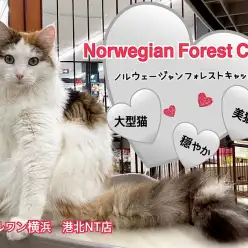 【 ノルウェージャンフォレストキャット 】美しい大型猫種の女の子！