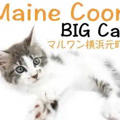 【  メインクーン 】優しいBIG Cat！性格から過ごし方まで徹底解説！