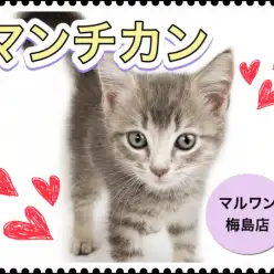 【 マンチカン 】珍しいブルータビー！お子様のパートナーに最適な子猫です！