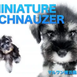 【 ミニチュアシュナウザー 】見た目はおじいちゃん？だけど心はとっても乙女！