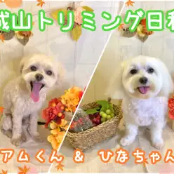 【 城山トリミング 】城山トリミング日和No.9『アムくんとひなちゃん』