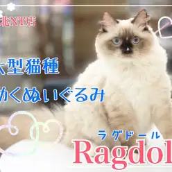 【 ラグドール 】港北NT通信！動くぬいぐるみ！人気大型猫種の今をお届け！