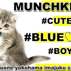 【 マンチカン 】超短足の2頭身BODY！初心者必見のブルーカラー甘えん坊男子！