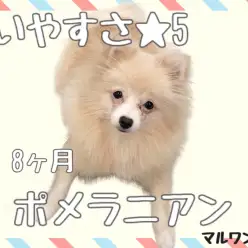 【 ポメラニアン 】小さい・賢い・友好的！飼いやすさ5つ星！初心者や多頭飼いに！
