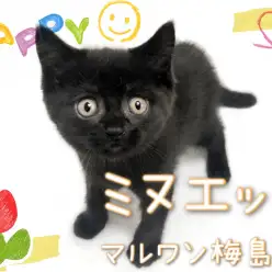 【 ミヌエット 】ゴロゴロすりすり！甘えん坊な黒猫の男の子！