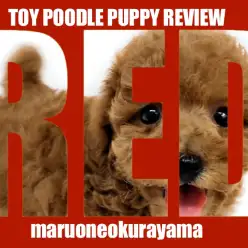 【 トイプードル 】満面な笑みでカメラ目線！みんなの心を鷲掴みのレッド女の子！