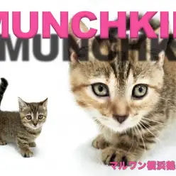 【 マンチカン 】おっとり系のマイペース！最強癒し系短足マンチカン登場！