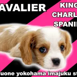 【 キャバリア 】ハート型のブレナムスポットを持つブレンハイムの癒し系アイドル！