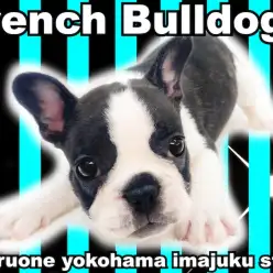 【 フレンチブルドッグ 】パパはJKCチャンピオン！牛がら模様のペチャ顔男子！