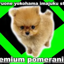 【 ポメラニアン 】生後55日で423g！手乗りサイズの癒し系たぬきポメ！