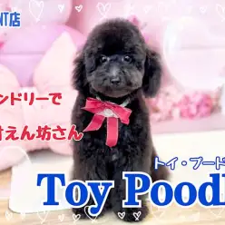 【 トイプードル 】港北NT通信！ブラックプー君の生後5ヶ月の今！