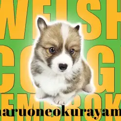 【 ウェルシュコーギーペンブローク 】もしかしてフラッフィー？な短足わんこ！