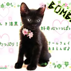 【 ボンベイ 】美しき小さな黒豹！端正なビジュアルに抜群の人懐っこさ！