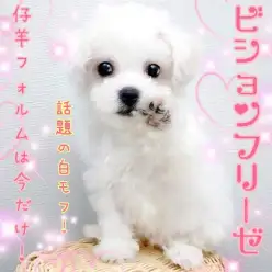 【 ビションフリーゼ 】話題の白モフわんこ!仔羊みたいな可愛さ!