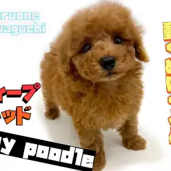 【 トイプードル 】ヌイグルミライクな可愛さ!生後2ヵ月のディープレッドプードル