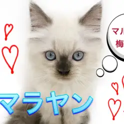 【 ヒマラヤン 】 宝石のようなブルーアイ！ 1000年に1頭の美形男子です！