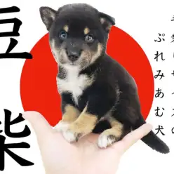 【 豆柴 】生後59日で体重723g!本当に小さいフレンドリーな黒豆柴の男の子