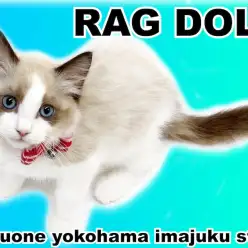 【 ラグドール 】幸せを運ぶ絶世の美猫!ハチワレマークのO3CATな女の子!