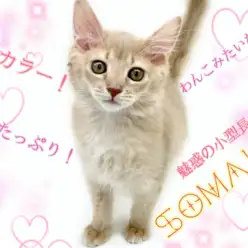 【 ソマリ 】レアカラー！可愛いわんこみたいな性格でお手入れも楽々！