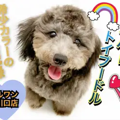 【 トイプードル 】麗しのシルバーカラーへ大変身中！成長記録とセカンドブログ