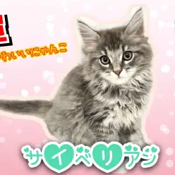 【 サイベリアン 】話題沸騰中！超かわいいサイべ君の最新情報公開！！