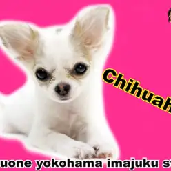 【 チワワ 】生後4ヶ月で838g！極小サイズに成長中のレアカラーな女の子！