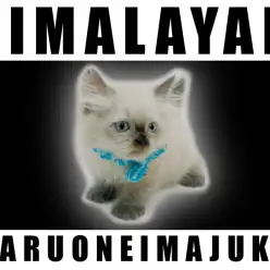 【 ヒマラヤン 】8つのスモーキーチョコレートが美しい猫の頂点に立つにゃんこ！