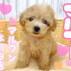 【 マルプー 】大きな垂れ目が超可愛すぎ!最強遺伝子を受け継いだミックス犬登場!