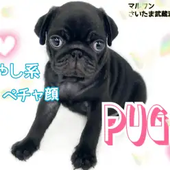 【 パグ 】希少な黒パグちゃん！可愛さとお手入れ法教えます！