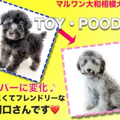 【 トイプードル 】懐っこくフレンドリーで初心者も安心！レアカラーの2ndブログ