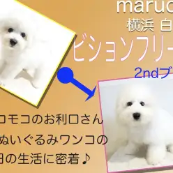 【 ビションフリーゼ 】アフロ犬の1日に密着！白いぬいぐるみワンコの2nd記事！