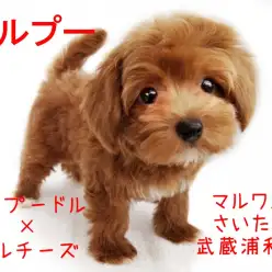 【 MIX・マルプー 】初心者必見!ディープレッドのミックスGIRL!