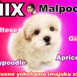 【 MIX犬 】マルチーズ6、トイプードル4日本一可愛いマルプー登場！惚れるなよ