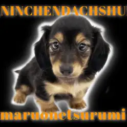 【 カニンヘンダックスフント 】社会性抜群に成長したイケメンレビュー！