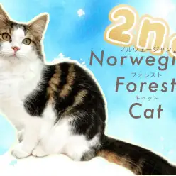 【 ノルウェージャンフォレストキャット 】生後半年の成長記録！セカンドブログ！