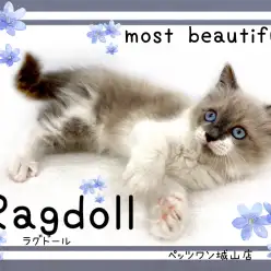 【 ラグドール 】美しく可愛らしく性格も抜群なビューティフルキャット