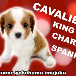 【 キャバリア 】初心者必見！奇跡のブレナムスポットを持つブレンハイムの女の子！