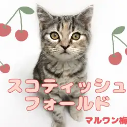 【 スコティッシュフォールド 】おしとやかな性格!三毛カラーの女の子!