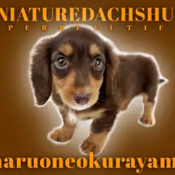【 ミニチュアダックスフント 】チョコタンカラーの正統派美少女がやってきた！
