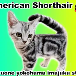 【 アメリカンショートヘア 】パパは超一流血統！美しいタビー柄のイケメンCAT！