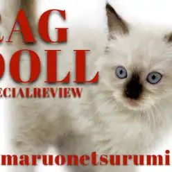 【 ラグドール 】美しきブルーの瞳のプリンセス登場！！