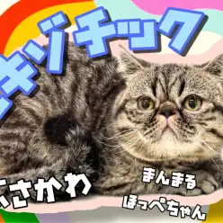 【 エキゾチック 】生後10か月になったエキゾ！鼻ぺちゃ、正常元気に成長中！