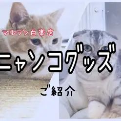 【 お役立て情報 】知ってる?猫との生活で本当に必要なグッズの選び方とその理由