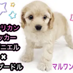【 MIX犬・コッカプー 】 アメリカンコッカー×トイプードルのレアMIX！