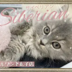 【 サイベリアン 】アレルギーが起こりずらいとは？知られざるサイベリアンの魅力！