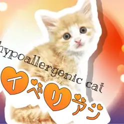 【 サイベリアン 】クリームタビーの優しい色味、天使のような可愛さサイベリアン