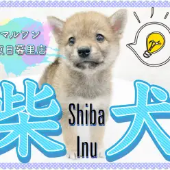 【 柴犬 】むちむちのおっとりボーイ！優しいお顔のくま顔しばがやってきた！