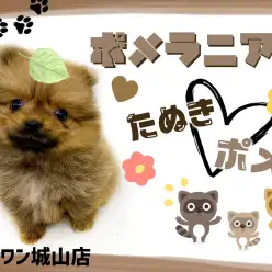 【 ポメラニアン 】超人懐っこいメチャカワなタヌキポメちゃん